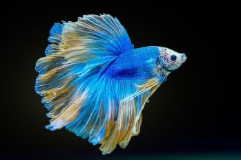 Betta Fish Wholesale Exporter | Fullmoon Betta Fish