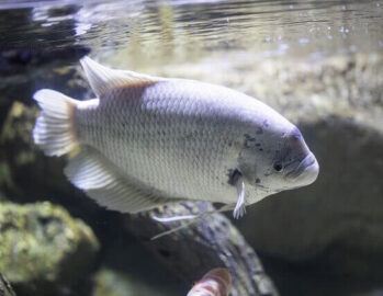 Gourami Fish Wholesale Exporter | Giant Gourami