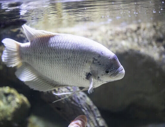 Gourami Fish Wholesale Exporter | Giant Gourami