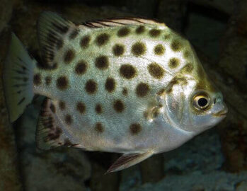 Green Spotted Scat Fish