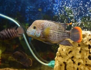 Green Terror Cichlid