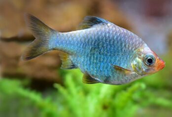 Barb Fish Wholesale Exporter | Green Tiger Barb