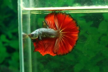 Betta Fish Wholesale Exporter | Halfmoon Betta Fish