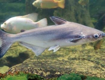 Blueline/Iridescent/Pangasius Shark | Aquarium Sharks Wholesale Exporter | Photo Courtesy of Pinterest