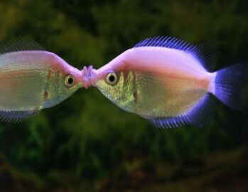 Gourami Fish Wholesale Exporter | Kissing Gourami