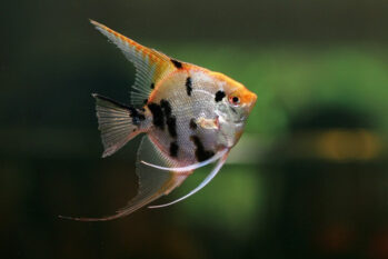 Freshwater Tropical Aquarium Fish | Koi Angelfish