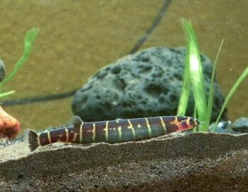 Loaches Fish Wholesale Exporter | Kuhli Loach