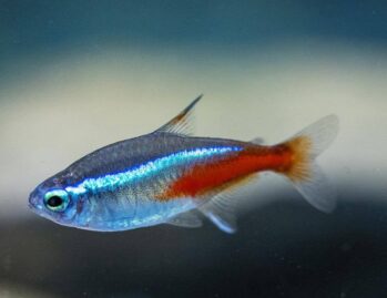 Tetra Fish Wholesale Exporter