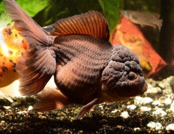 Freshwater Tropical Aquarium Fish | Oranda Goldfish
