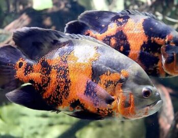 Cichlid Fish Wholesale Exporter | Oscar Cichlid