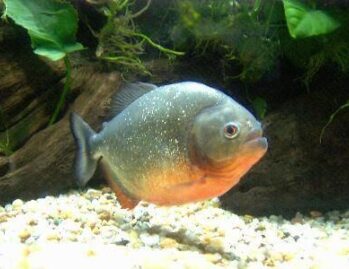 Pacu