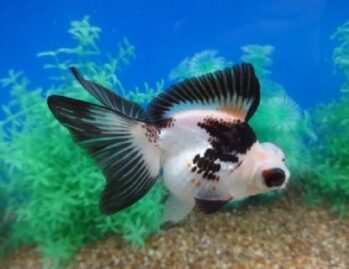 Fancy Goldfish Wholesale Exporter | Panda Goldfish