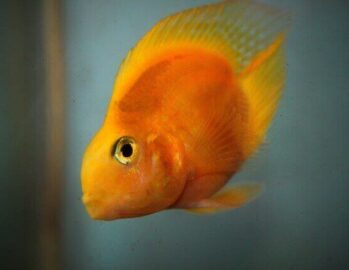 Cichlid Fish Wholesale Exporter | Parrot Cichlid