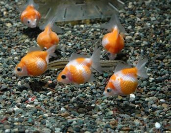 Fancy Goldfish Wholesale Exporter | Pearlscale Goldfish