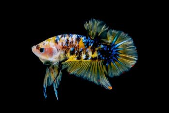 Freshwater Tropical Aquarium Fish | Plakat/Short Fin