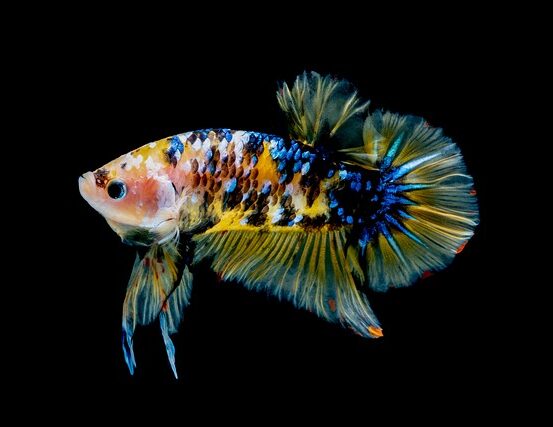 Freshwater Tropical Aquarium Fish | Plakat/Short Fin