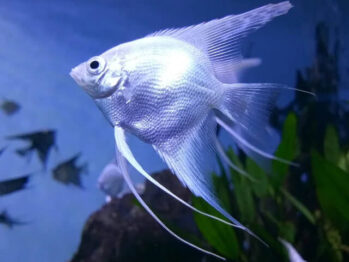 Freshwater Angelfish Wholesale Exporter | Platinum/White Angelfish