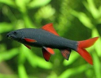 Rainbow Shark | Aquarium Sharks Wholesale Exporter | Photo Courtesy of Pinterest