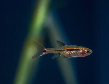 Rasbora