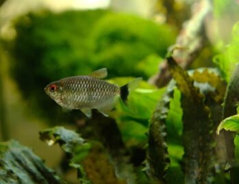 Tetra Fish Wholesale Exporter