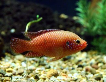 Cichlid Fish Wholesale Exporter | Red Jewel Cichlid