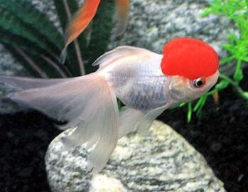 Fancy Goldfish Wholesale Exporter | Redcap Goldfish
