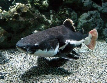 Freshwater Catfish Wholesale Exporter | Redtail Catfish