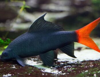 Freshwater Tropical Aquarium Fish | Red-Tail Black Shark | Photo Courtesy of Pinterest