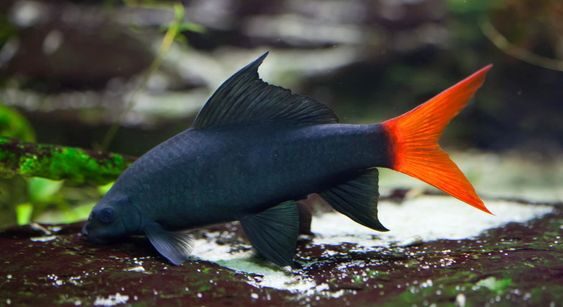 Freshwater Tropical Aquarium Fish | Red-Tail Black Shark | Photo Courtesy of Pinterest