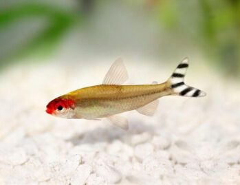 Tetra Fish Wholesale Exporter