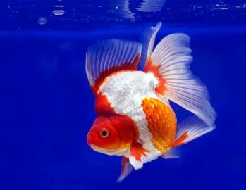 Fancy Goldfish Wholesale Exporter | Ryukin Goldfish