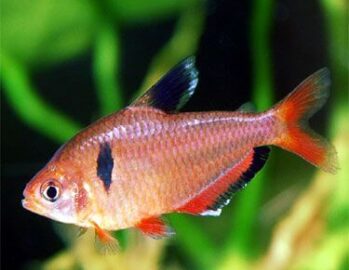 Tetra Fish Wholesale Exporter