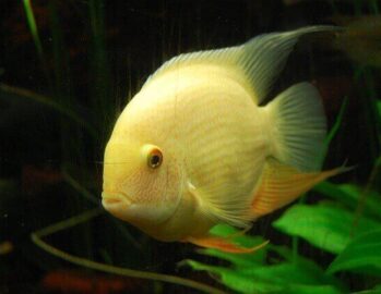 Cichlid Fish Wholesale Exporter | Severum Cichlid