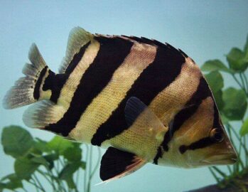 Siamese Tigerfish