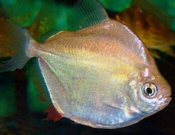 Miscellaneous Fish Wholesale Exporter | Silver Dollar Fish