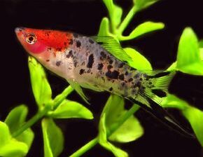 Swordtail