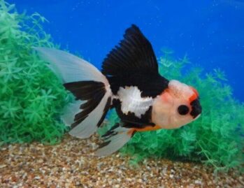 Fancy Goldfish Wholesale Exporter | Tri-Color Goldfish