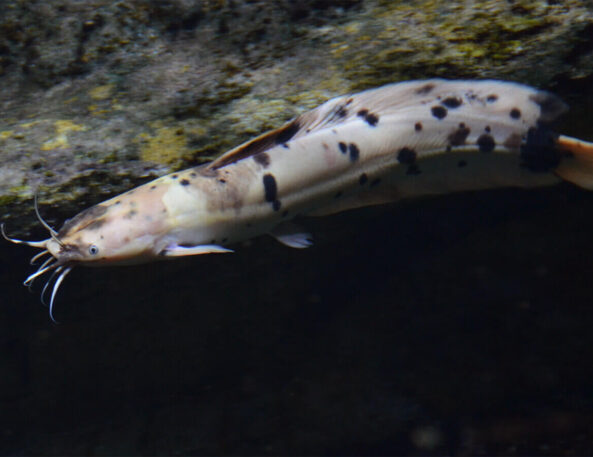 Freshwater Tropical Aquarium Fish | Walking Catfish