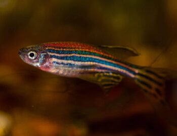 Zebra Danio