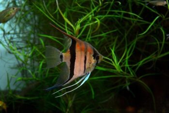 Zebra Angelfish