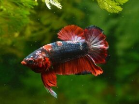 Betta Fish Care Guide: Tips for Keeping Betta Healthy and Happy