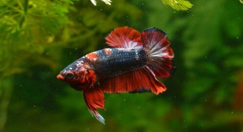 Betta Fish Care Guide: Tips for Keeping Betta Healthy and Happy